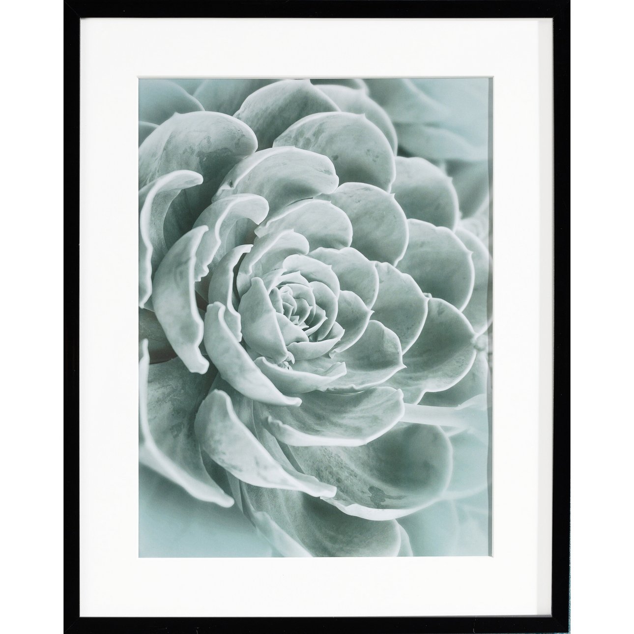 Obraz Succulents I 40x50xcm