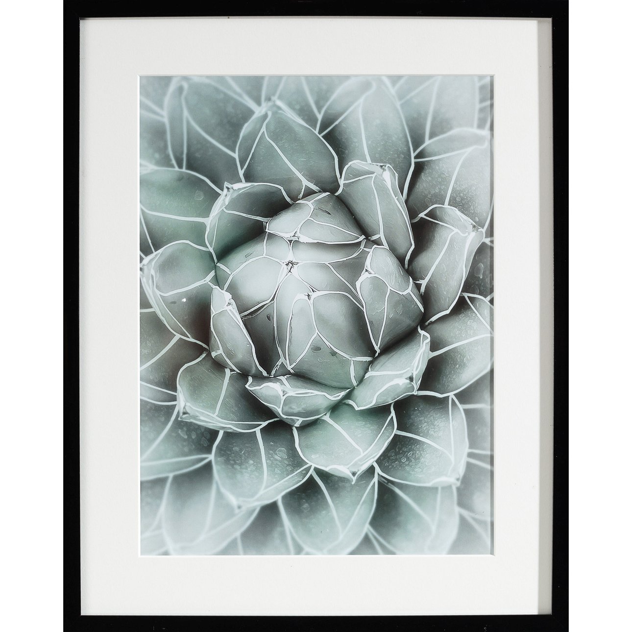 Dekoria Obraz Succulents II 40x50xcm, 40x50cm