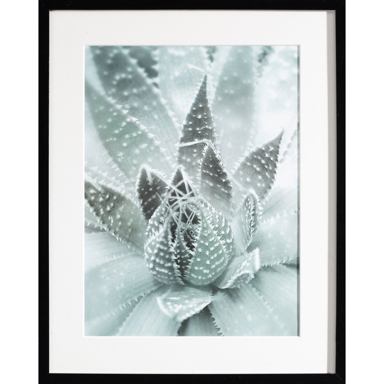 Framed picture Succulents III, 40x50xcm
