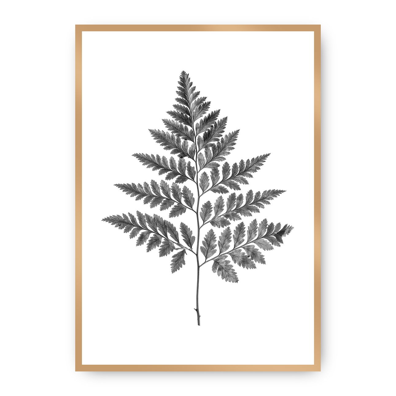 Dekoria Plakát Fern Grey, 50 x 70 cm, Ramka: Złota