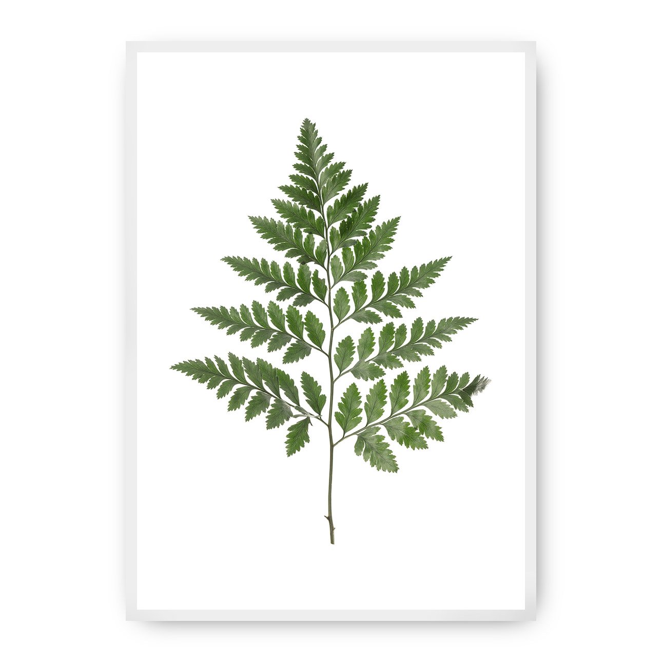 Dekoria Plakát Fern Green, 21 x 30 cm, Volba rámu: bílý